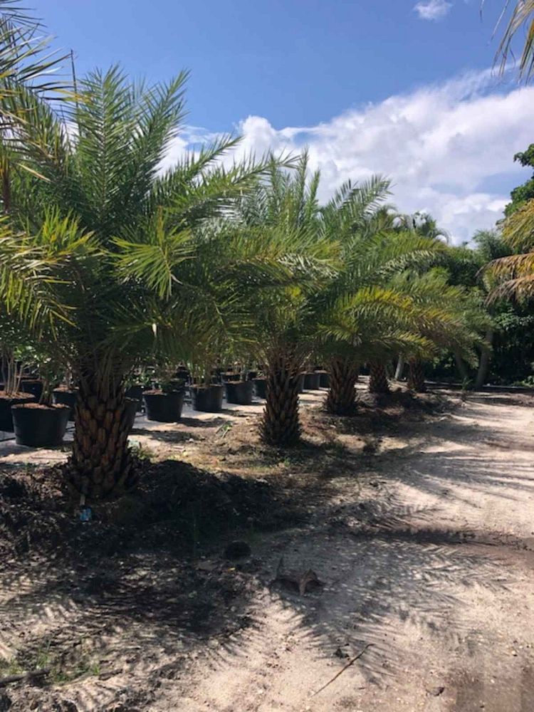 phoenix-sylvestris-sylvester-date-palm-silver-date-palm-wild-date-palm