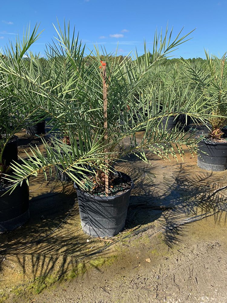 phoenix-sylvestris-sylvester-date-palm-silver-date-palm-wild-date-palm