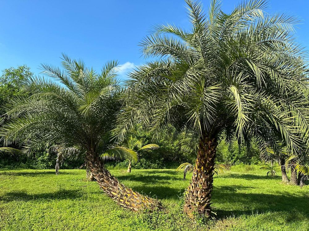 phoenix-sylvestris-sylvester-date-palm-silver-date-palm-wild-date-palm
