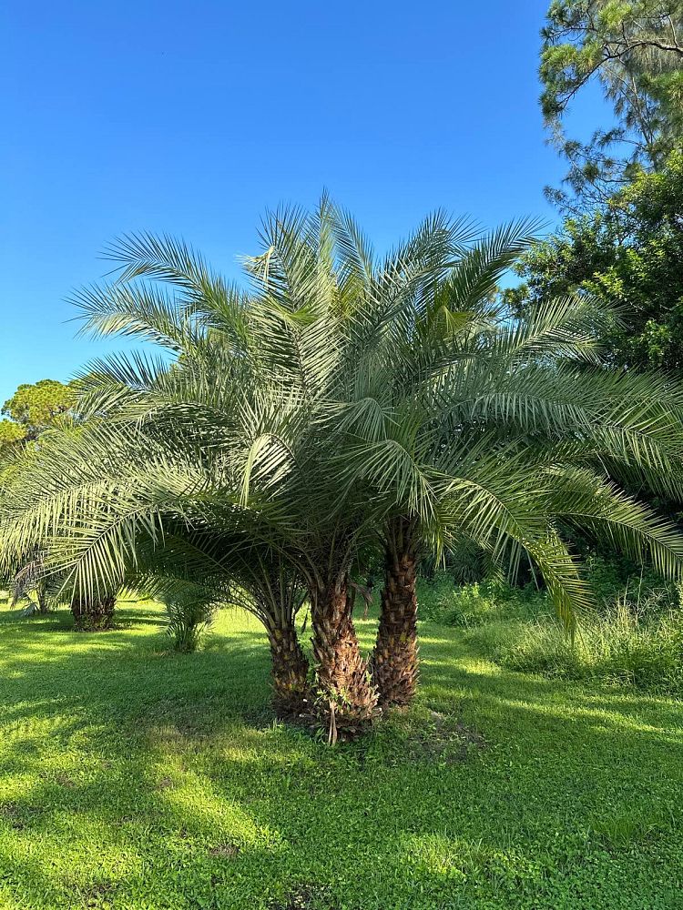 phoenix-sylvestris-sylvester-date-palm-silver-date-palm-wild-date-palm