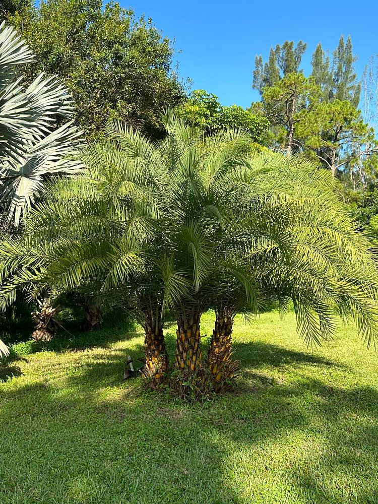 phoenix-sylvestris-sylvester-date-palm-silver-date-palm-wild-date-palm