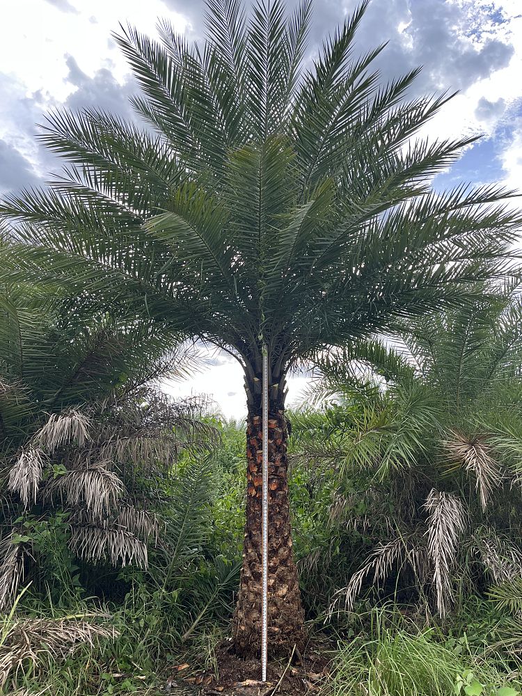 phoenix-sylvestris-sylvester-date-palm-silver-date-palm-wild-date-palm
