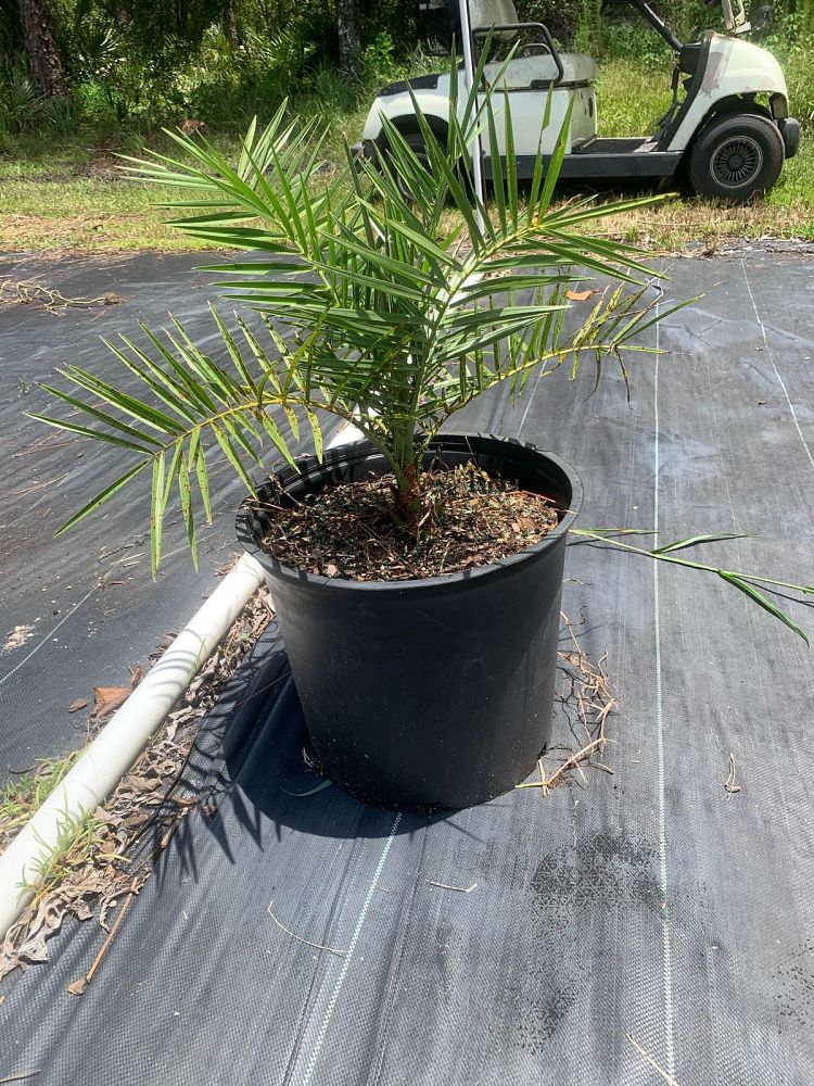 phoenix-sylvestris-sylvester-date-palm-silver-date-palm-wild-date-palm