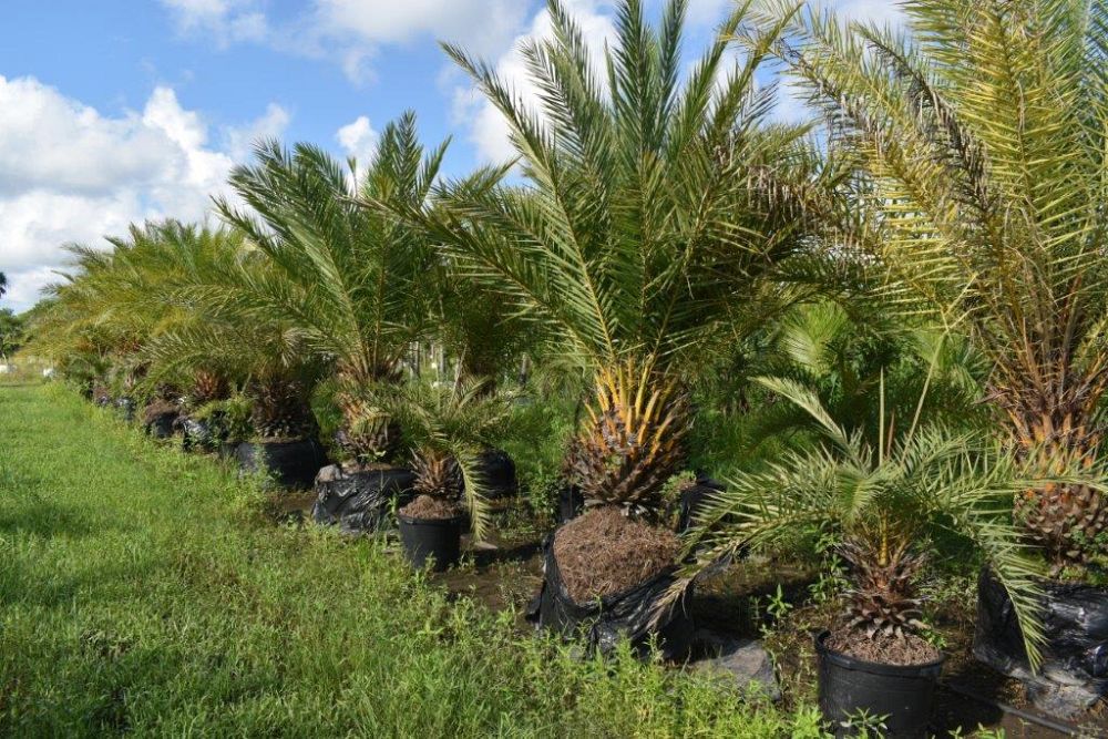 phoenix-sylvestris-sylvester-date-palm-silver-date-palm-wild-date-palm