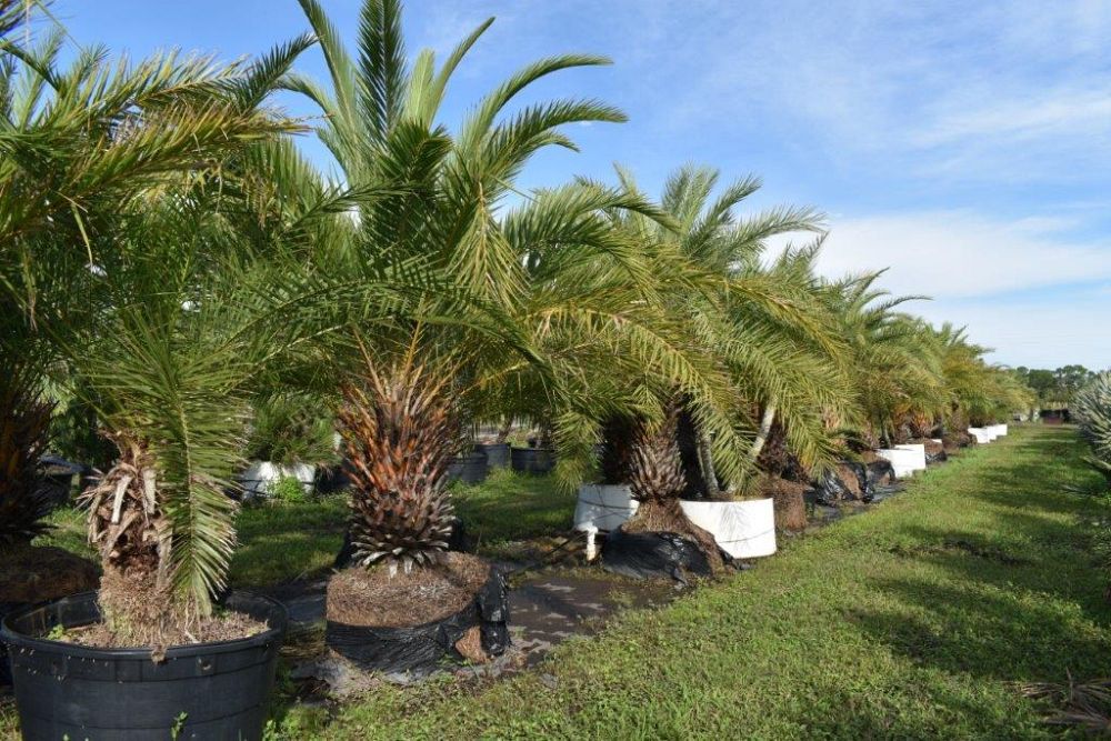 phoenix-sylvestris-sylvester-date-palm-silver-date-palm-wild-date-palm