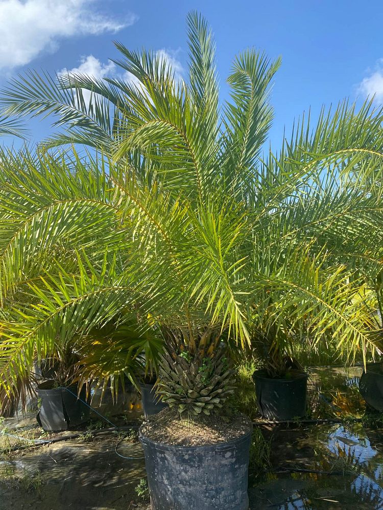 phoenix-sylvestris-sylvester-date-palm-silver-date-palm-wild-date-palm