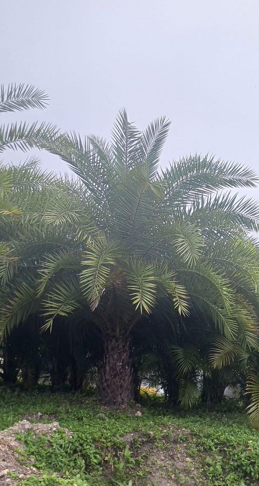 phoenix-sylvestris-sylvester-date-palm-silver-date-palm-wild-date-palm