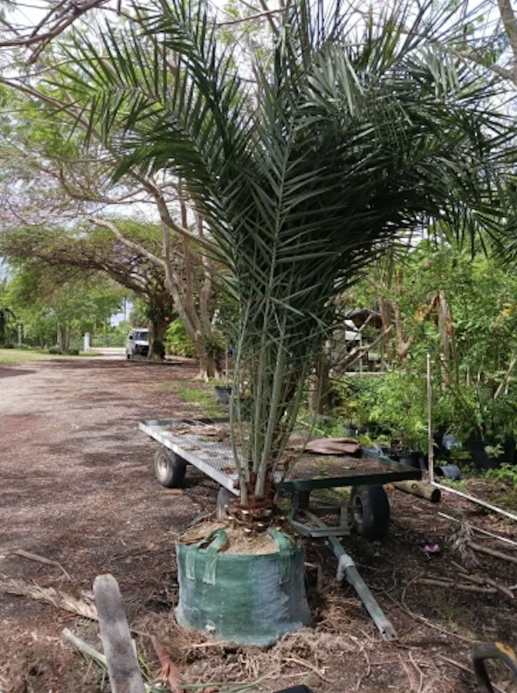 phoenix-sylvestris-sylvester-date-palm-silver-date-palm-wild-date-palm