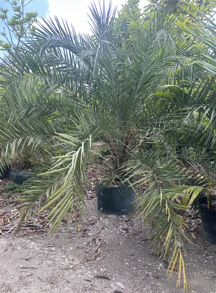 phoenix-sylvestris-sylvester-date-palm-silver-date-palm-wild-date-palm