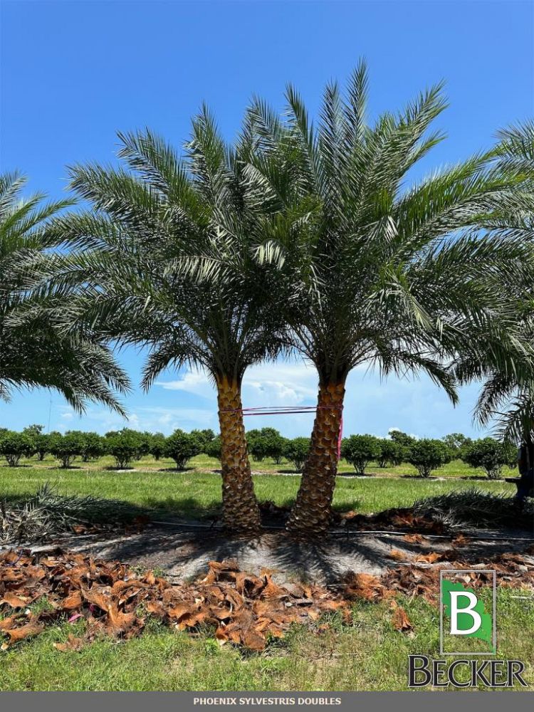 phoenix-sylvestris-sylvester-date-palm-silver-date-palm-wild-date-palm