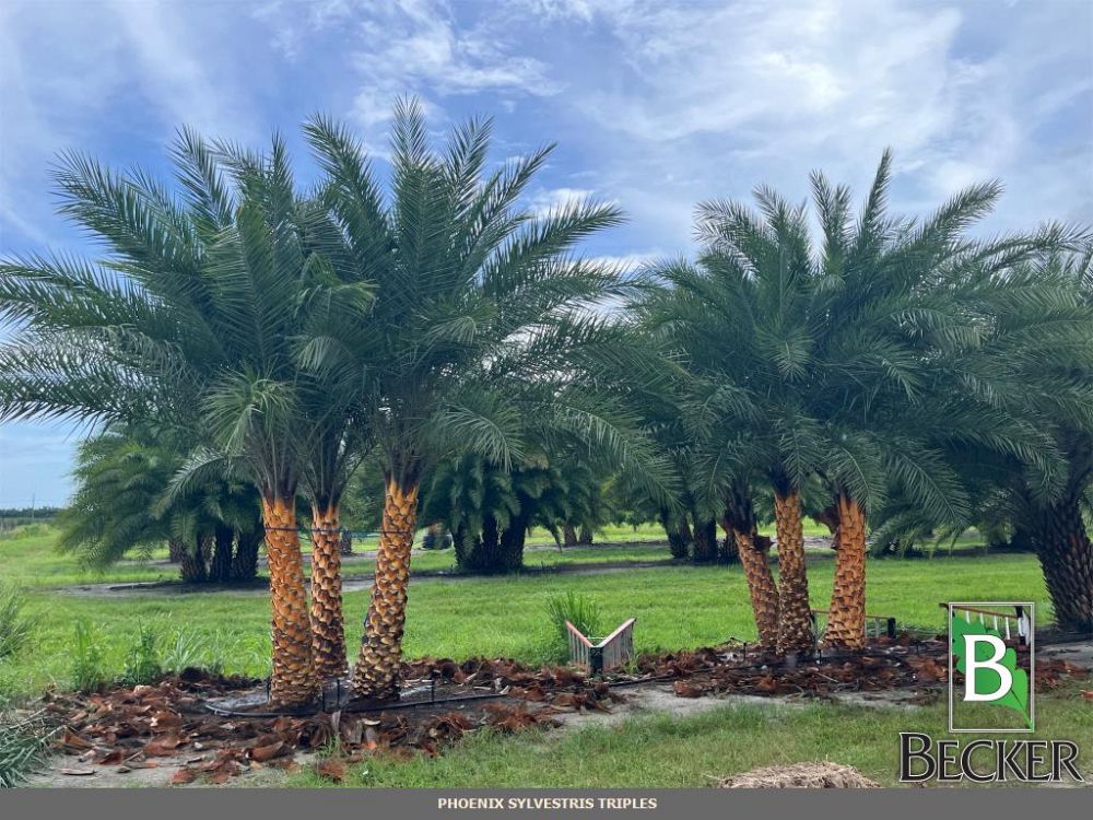 phoenix-sylvestris-sylvester-date-palm-silver-date-palm-wild-date-palm