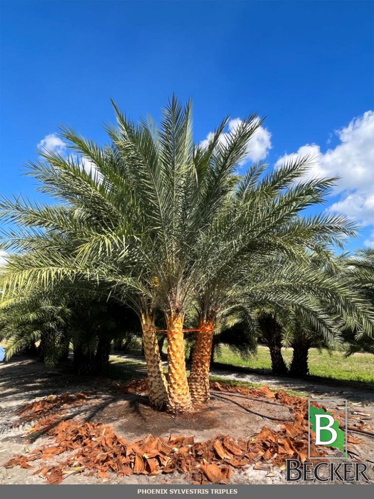 phoenix-sylvestris-sylvester-date-palm-silver-date-palm-wild-date-palm