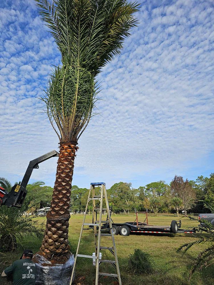 phoenix-sylvestris-sylvester-date-palm-silver-date-palm-wild-date-palm