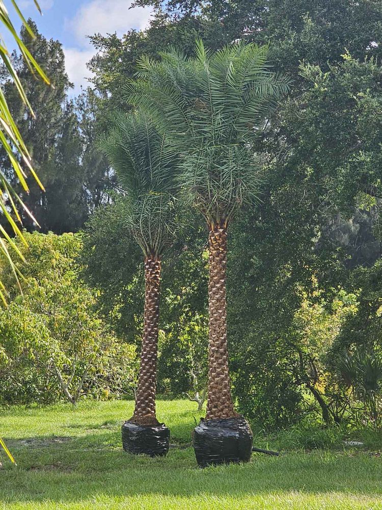 phoenix-sylvestris-sylvester-date-palm-silver-date-palm-wild-date-palm