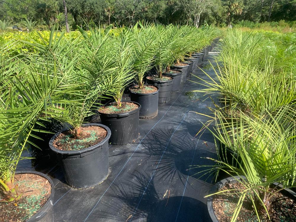 phoenix-sylvestris-sylvester-date-palm-silver-date-palm-wild-date-palm