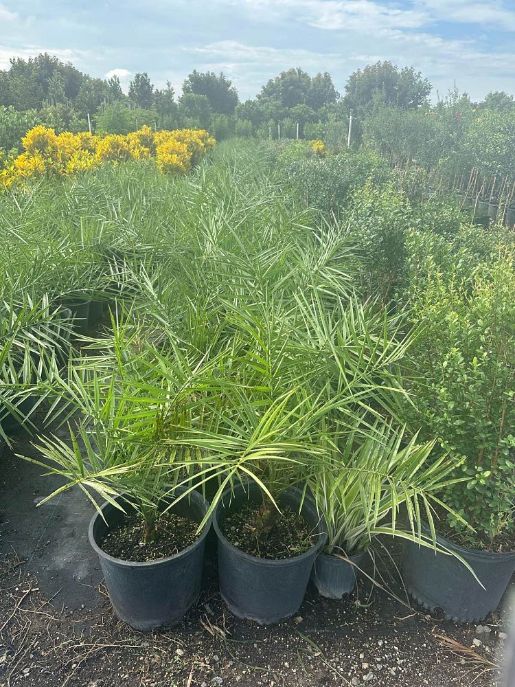 phoenix-sylvestris-sylvester-date-palm-silver-date-palm-wild-date-palm