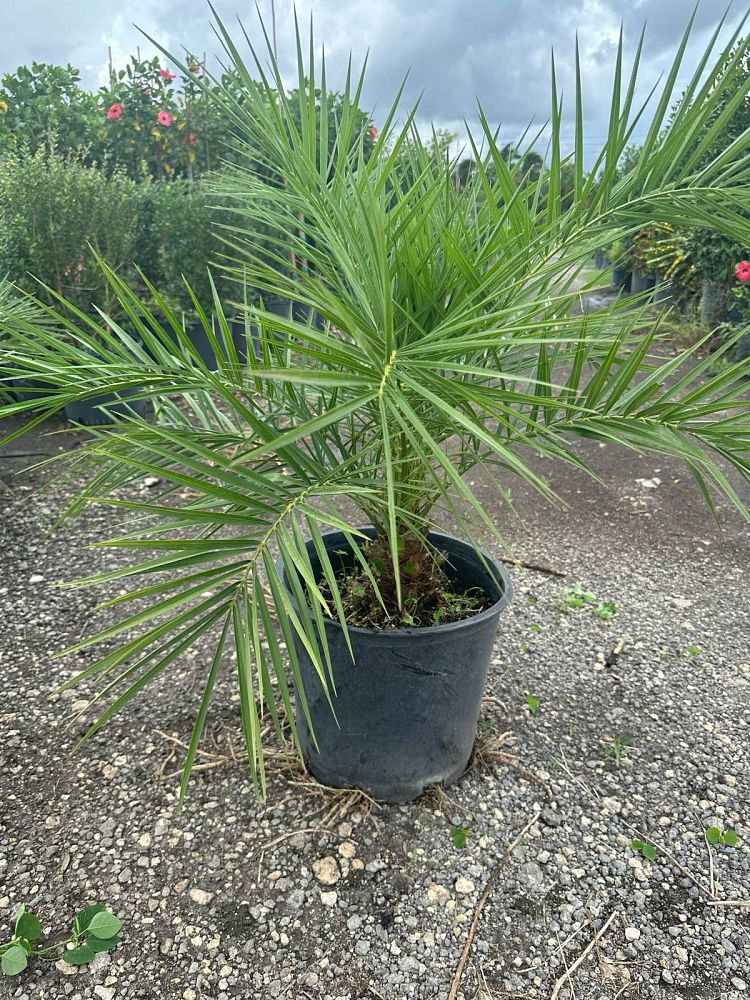 phoenix-sylvestris-sylvester-date-palm-silver-date-palm-wild-date-palm