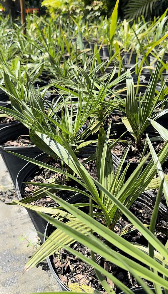 phoenix-sylvestris-sylvester-date-palm-silver-date-palm-wild-date-palm