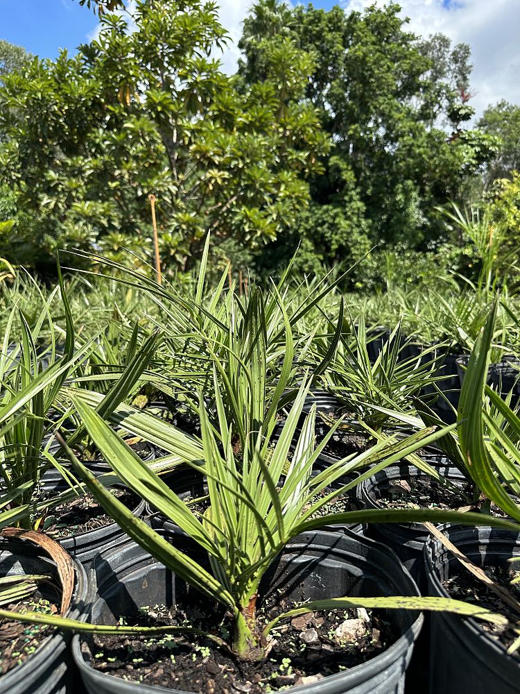 phoenix-sylvestris-sylvester-date-palm-silver-date-palm-wild-date-palm