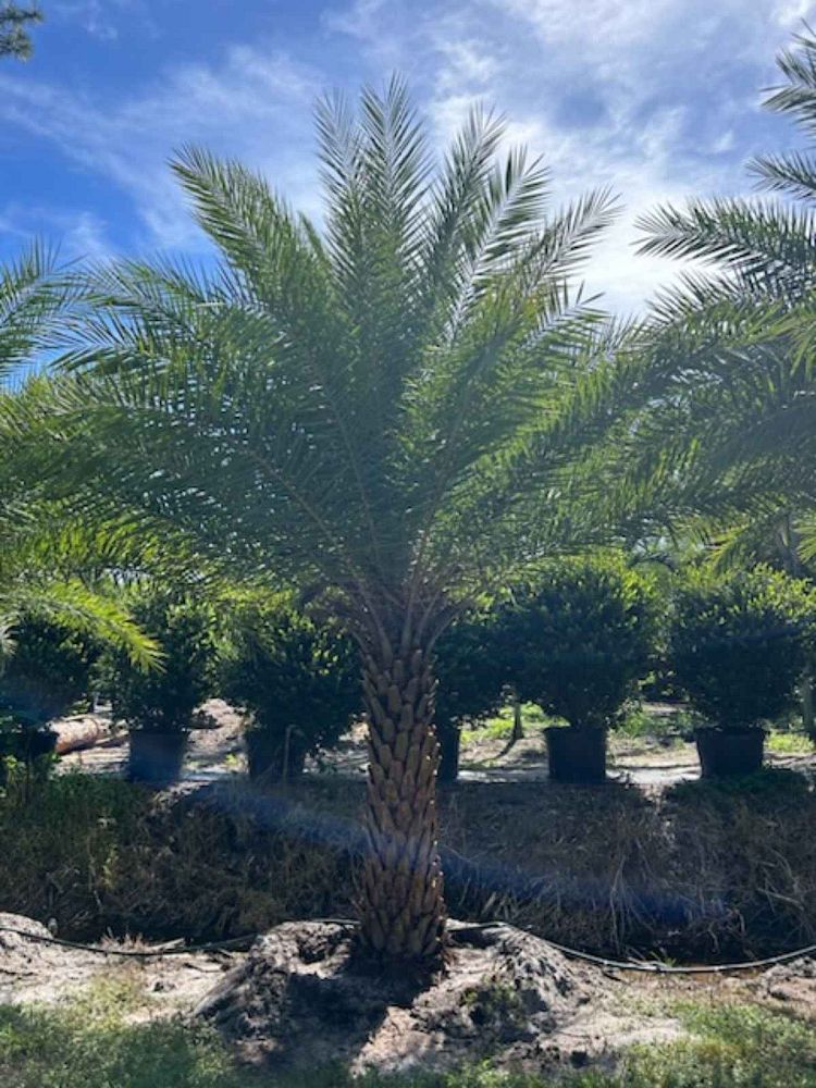 phoenix-sylvestris-sylvester-date-palm-silver-date-palm-wild-date-palm