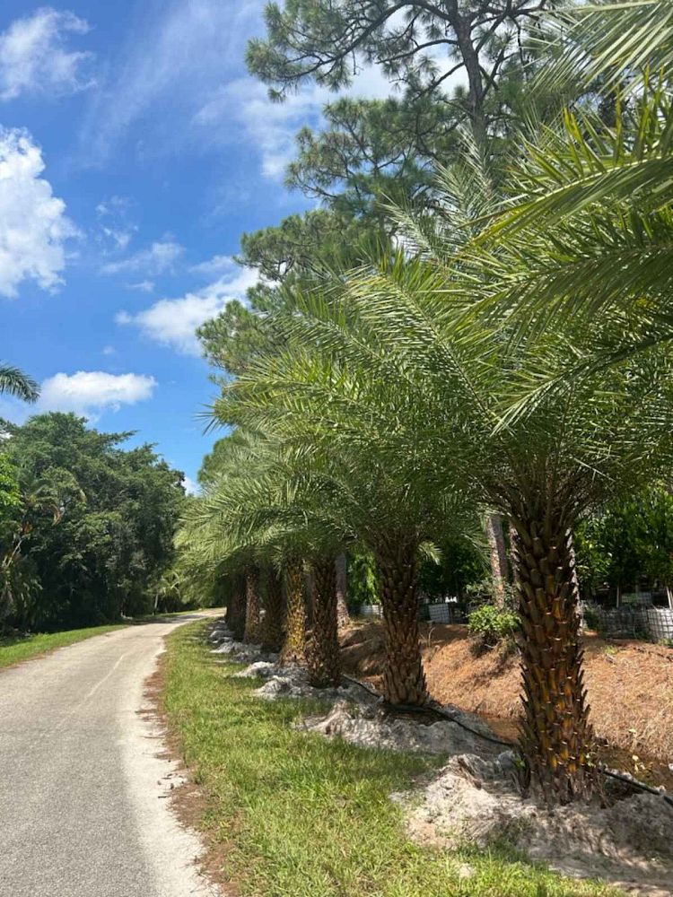 phoenix-sylvestris-sylvester-date-palm-silver-date-palm-wild-date-palm
