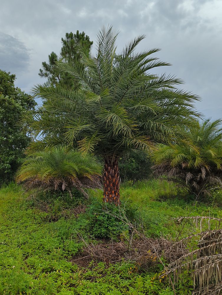 phoenix-sylvestris-sylvester-date-palm-silver-date-palm-wild-date-palm