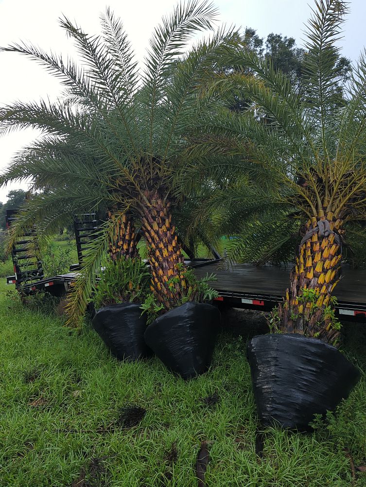 phoenix-sylvestris-sylvester-date-palm-silver-date-palm-wild-date-palm