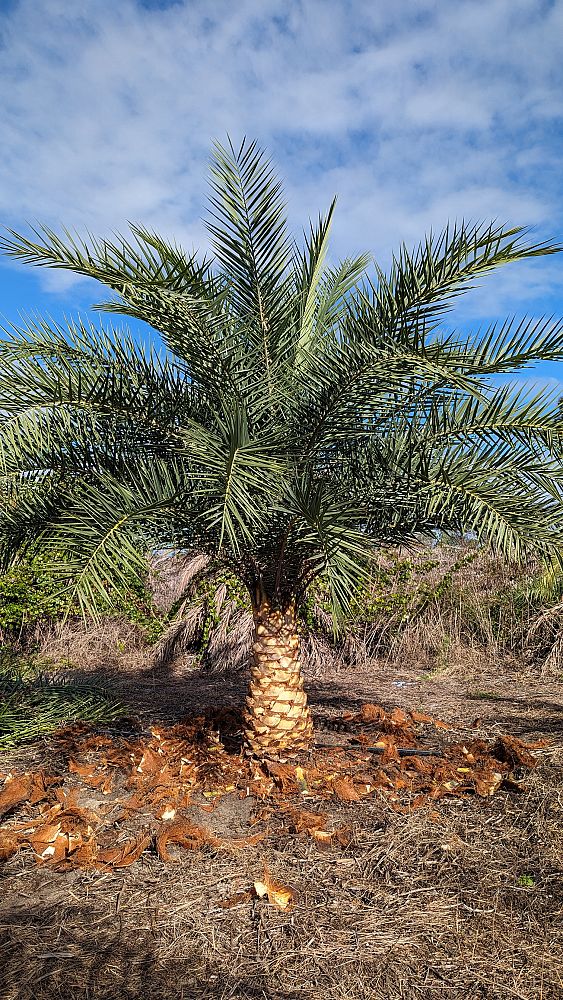 phoenix-sylvestris-sylvester-date-palm-silver-date-palm-wild-date-palm