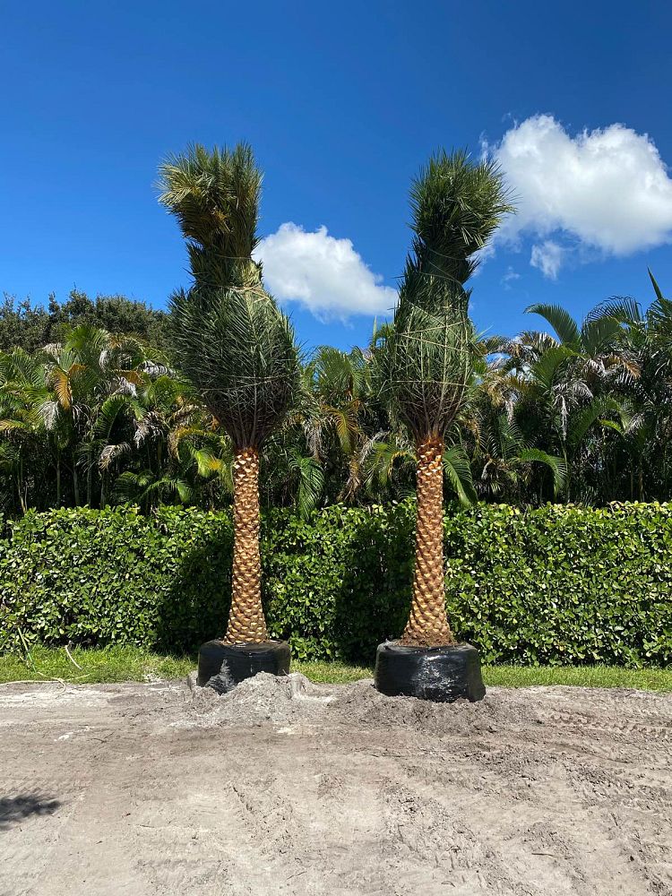 phoenix-sylvestris-sylvester-date-palm-silver-date-palm-wild-date-palm