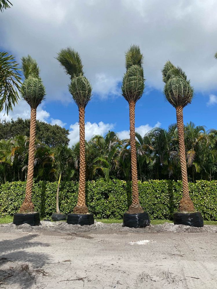 phoenix-sylvestris-sylvester-date-palm-silver-date-palm-wild-date-palm