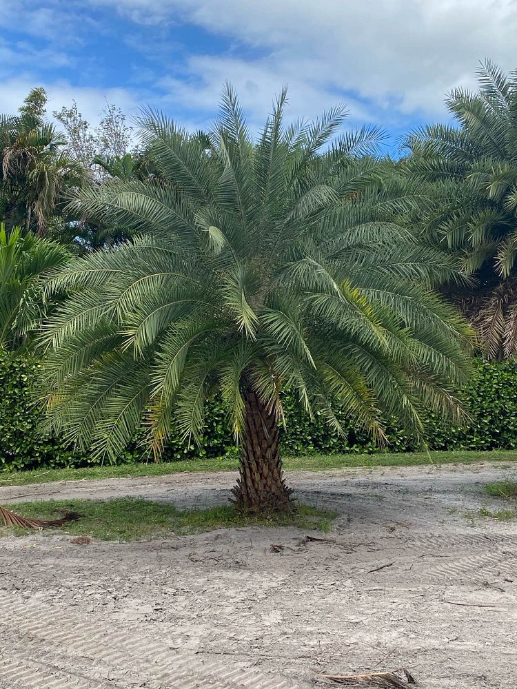 phoenix-sylvestris-sylvester-date-palm-silver-date-palm-wild-date-palm