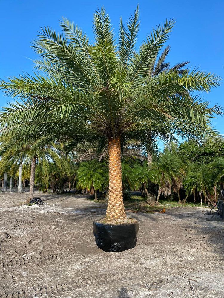 phoenix-sylvestris-sylvester-date-palm-silver-date-palm-wild-date-palm
