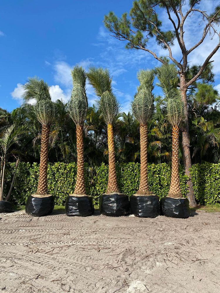 phoenix-sylvestris-sylvester-date-palm-silver-date-palm-wild-date-palm