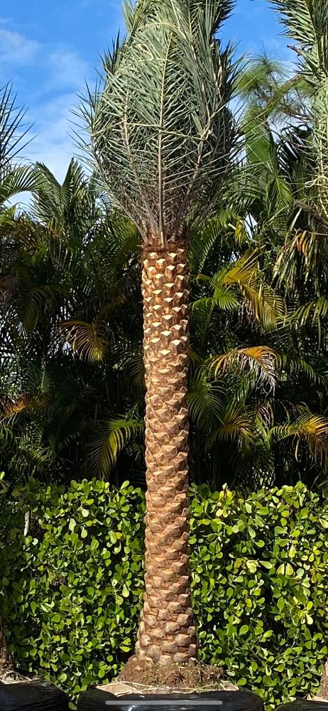 phoenix-sylvestris-sylvester-date-palm-silver-date-palm-wild-date-palm