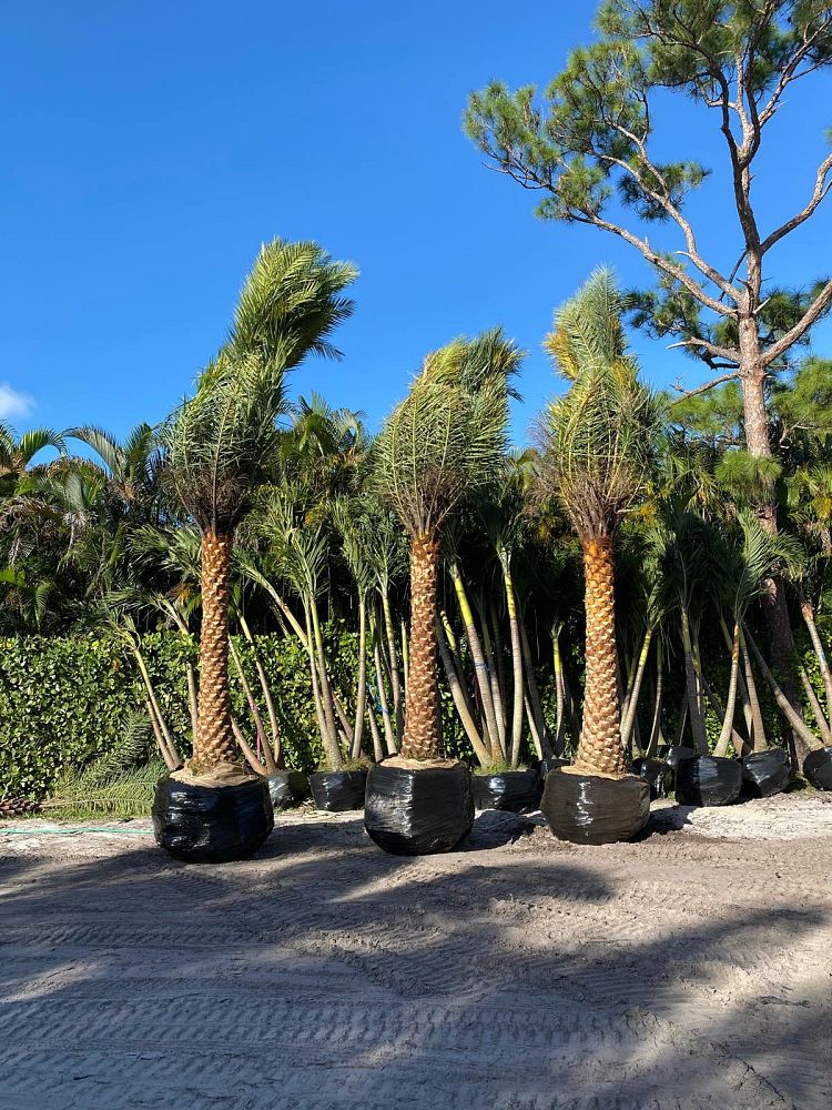 phoenix-sylvestris-sylvester-date-palm-silver-date-palm-wild-date-palm