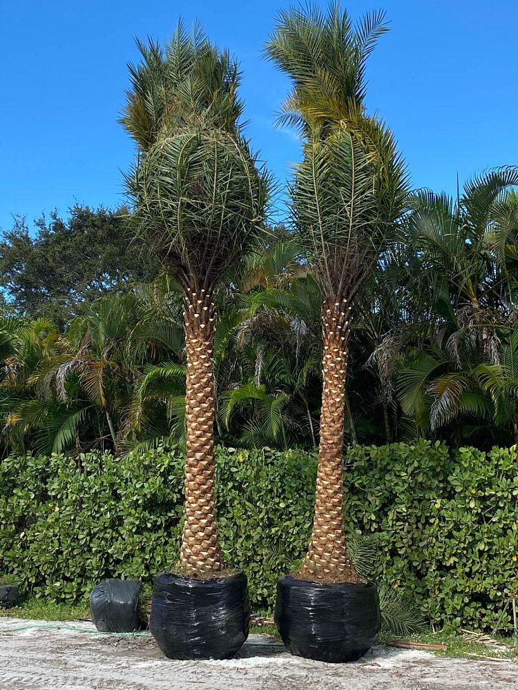 phoenix-sylvestris-sylvester-date-palm-silver-date-palm-wild-date-palm