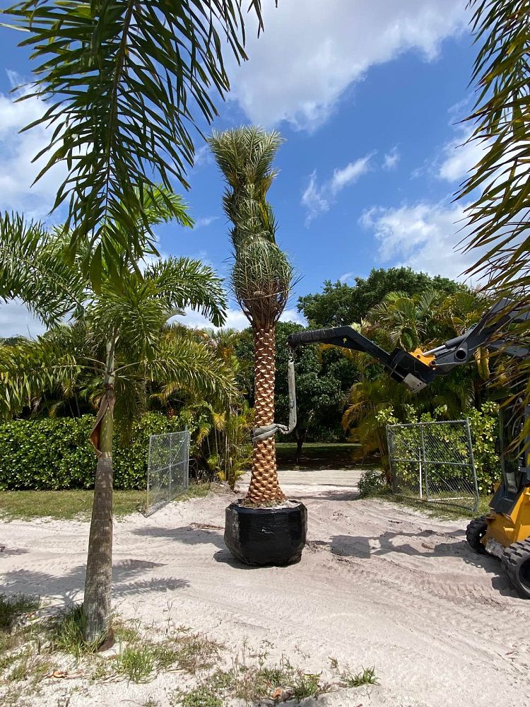 phoenix-sylvestris-sylvester-date-palm-silver-date-palm-wild-date-palm