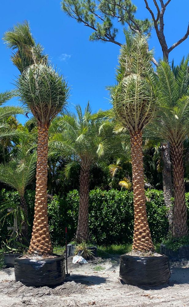 phoenix-sylvestris-sylvester-date-palm-silver-date-palm-wild-date-palm