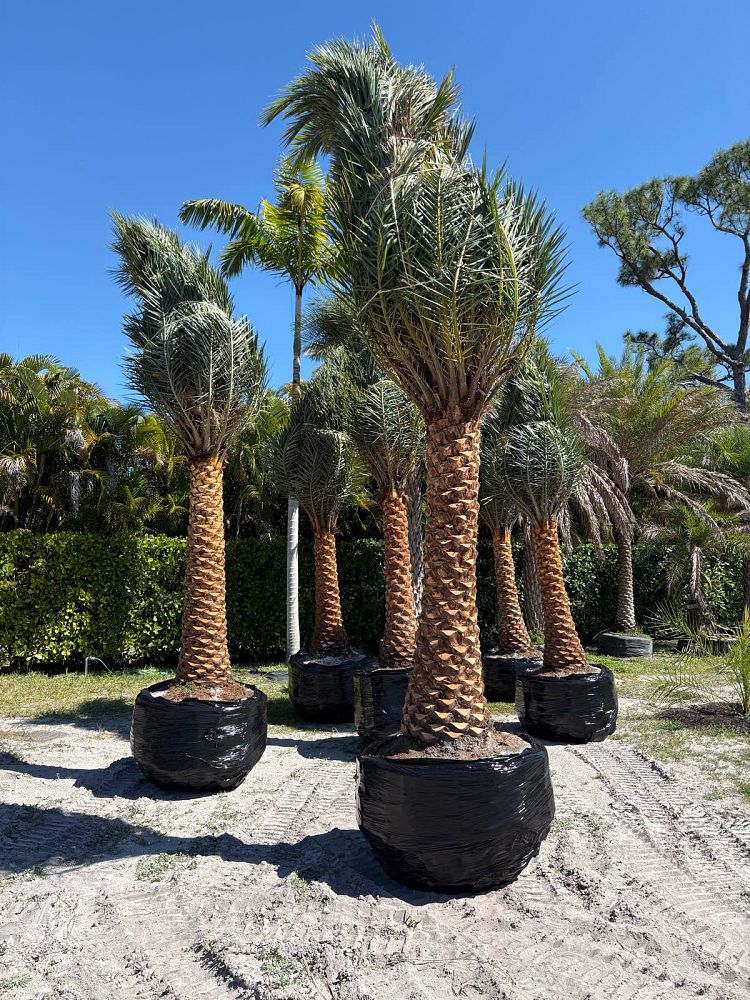 phoenix-sylvestris-sylvester-date-palm-silver-date-palm-wild-date-palm