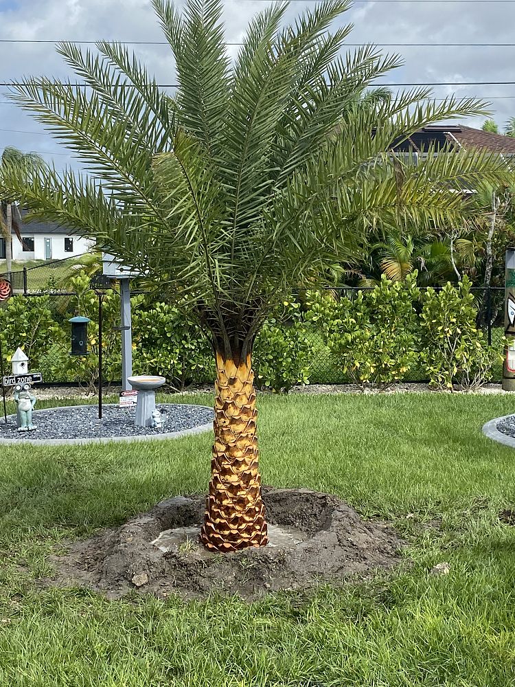 phoenix-sylvestris-sylvester-date-palm-silver-date-palm-wild-date-palm