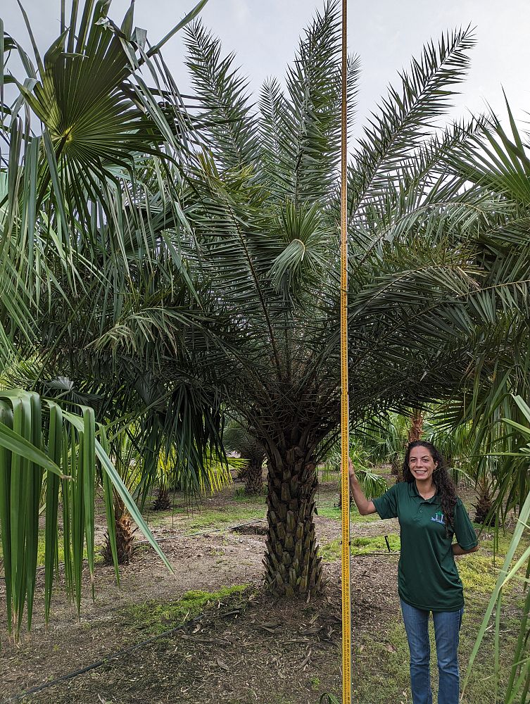 phoenix-sylvestris-sylvester-date-palm-silver-date-palm-wild-date-palm