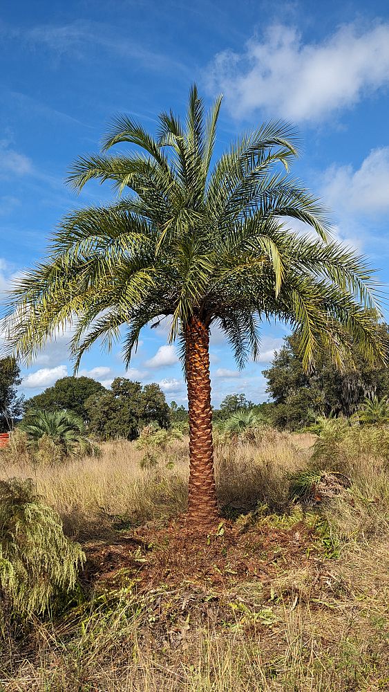 phoenix-sylvestris-sylvester-date-palm-silver-date-palm-wild-date-palm