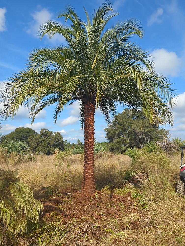 phoenix-sylvestris-sylvester-date-palm-silver-date-palm-wild-date-palm