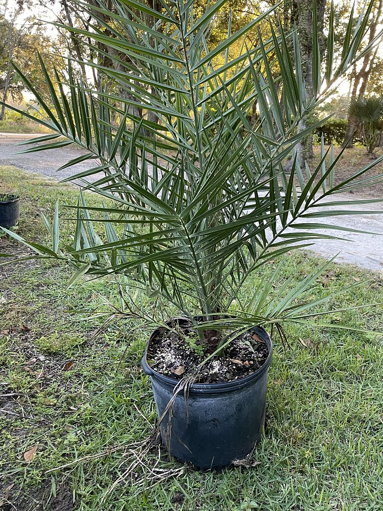 phoenix-sylvestris-sylvester-date-palm-silver-date-palm-wild-date-palm