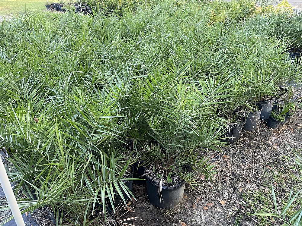 phoenix-sylvestris-sylvester-date-palm-silver-date-palm-wild-date-palm