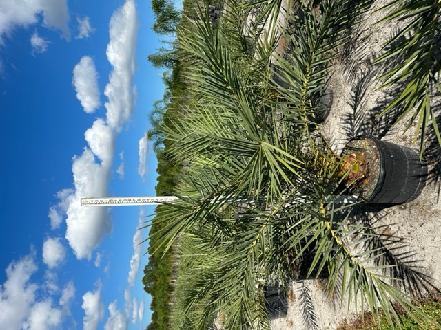 phoenix-sylvestris-sylvester-date-palm-silver-date-palm-wild-date-palm