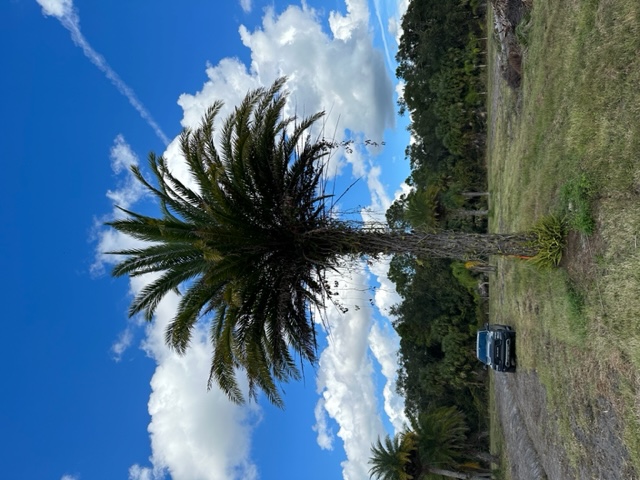 phoenix-sylvestris-sylvester-date-palm-silver-date-palm-wild-date-palm