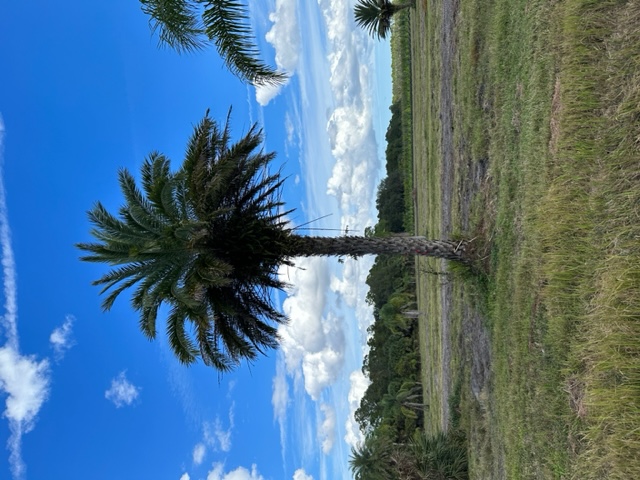 phoenix-sylvestris-sylvester-date-palm-silver-date-palm-wild-date-palm