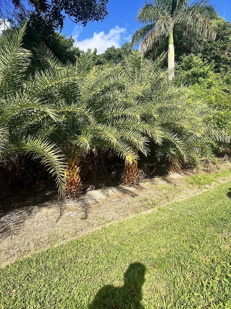 phoenix-sylvestris-sylvester-date-palm-silver-date-palm-wild-date-palm