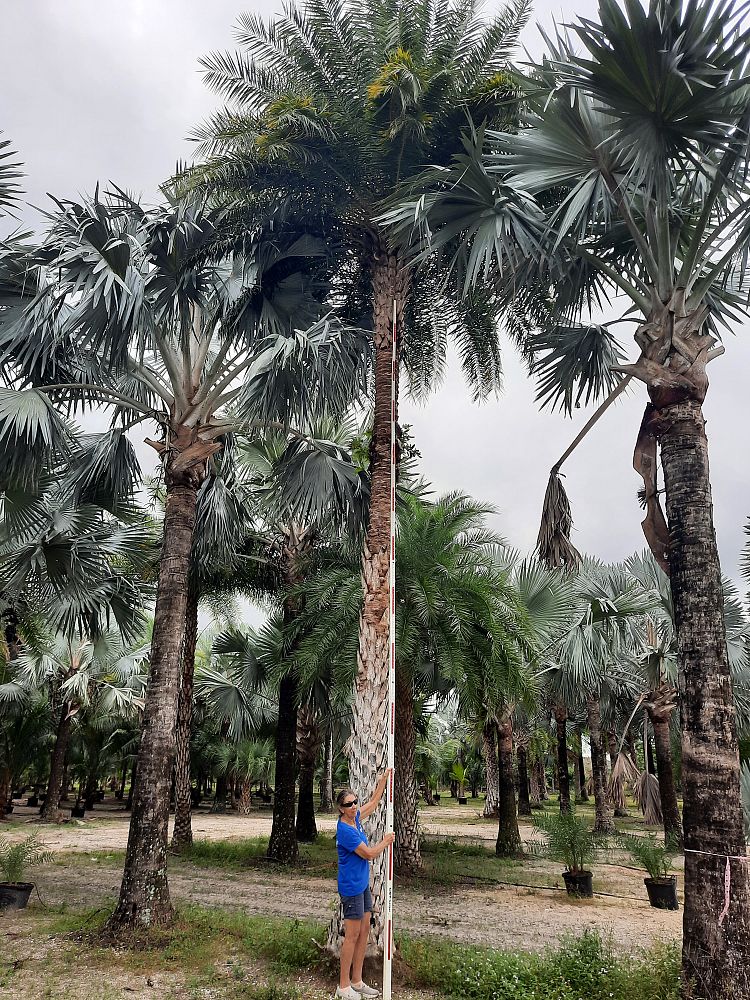 phoenix-sylvestris-sylvester-date-palm-silver-date-palm-wild-date-palm